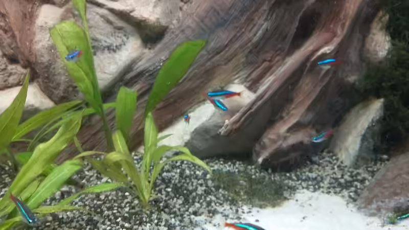 Schule von Neonsalmlern von Oldman (4)