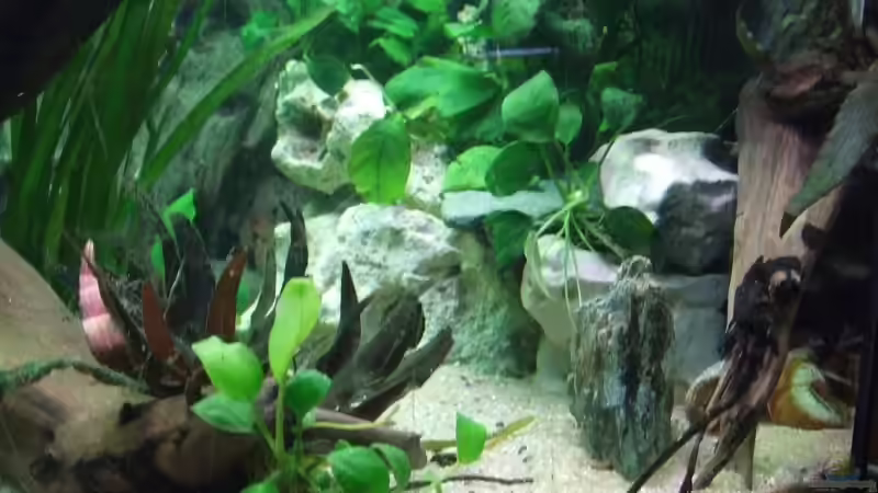 Schutzzone für Scheckenbuntbarsche von Melanie Burkhard (3)