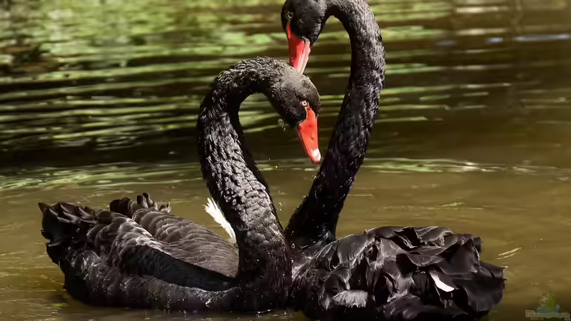Schwäne und Königshäuser – Eleganz auf den Gewässern der Monarchie
