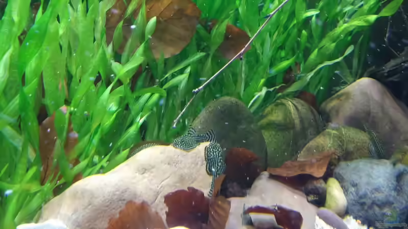 Schwänzeltanz von Miss Kasimir (21)