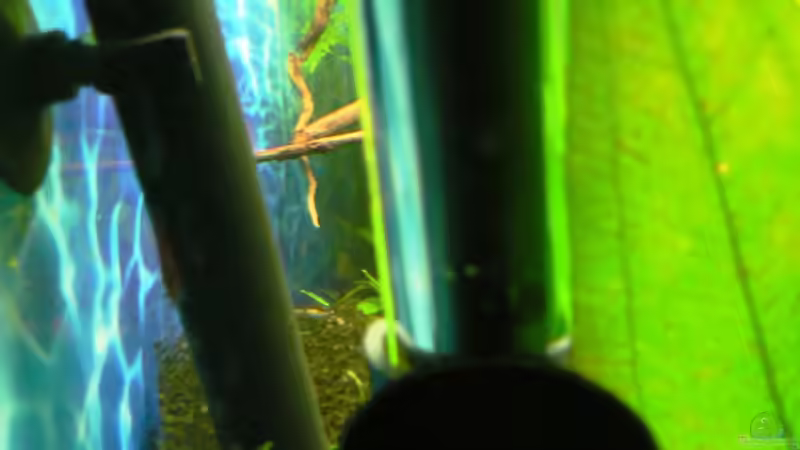 Schwamm auf Filtereinlauf als Garnelenschutz von Der Nicky (35)