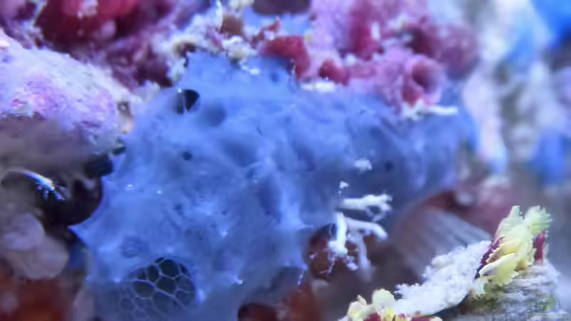 Schwamm oder Seescheide? von Summse (23)