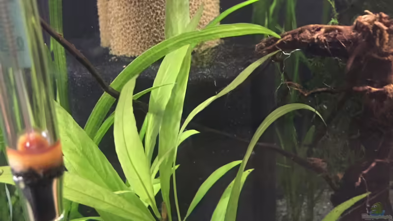 Schwammfilter von Danny (24)