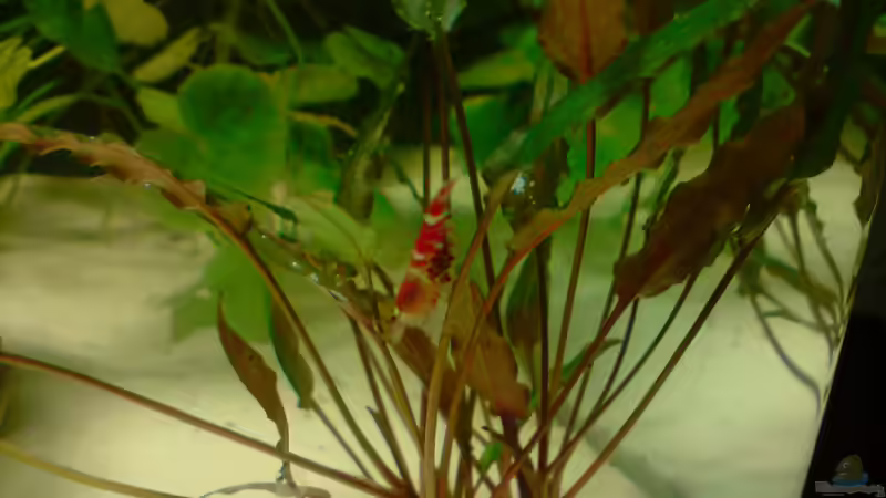 Schwanger von Dasy (27)