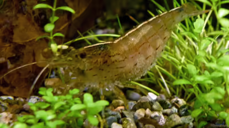 schwangere Amanogarnele von Summse (63)