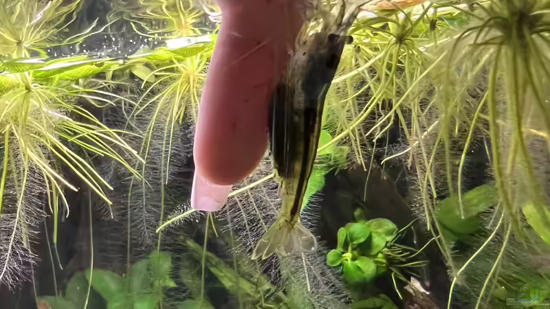 Schwangere Amanolady von Rena (20)