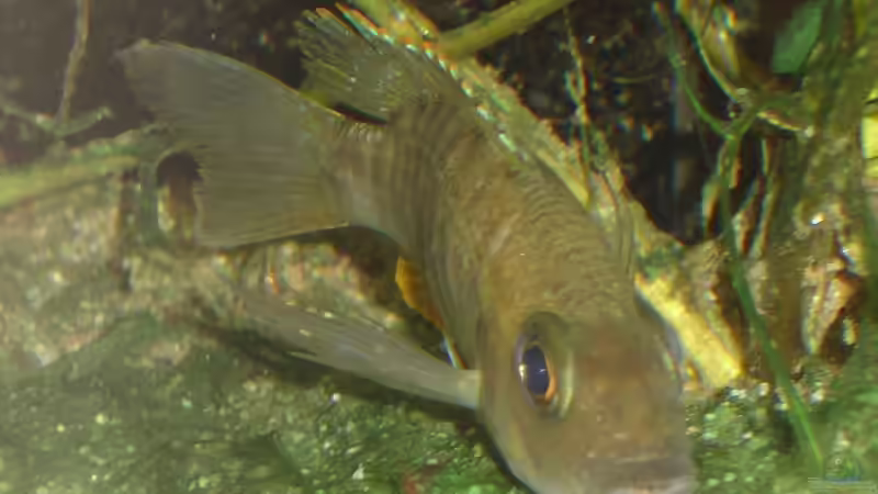 Schwangere I: Eureka-Weibchen, man könnte sich einbilden, ein Auge eines Nachwuchses von Roadrunner 68 (46)