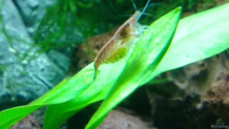 Schwangere Red Cherry :-) von wasserfloh (2)