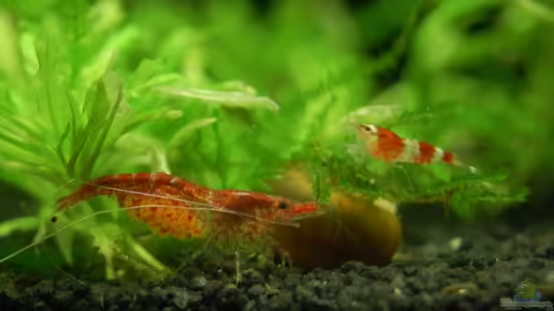 Schwangere Red Fire Garnele. von BjoeHrn (11)