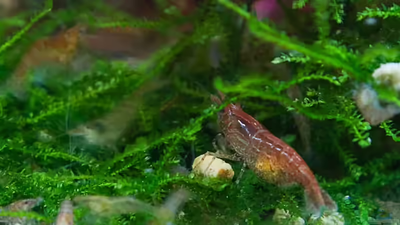 Schwangere Red Fire Lady von RaykoM (9)