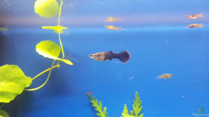 Schwangerer Guppy ;) von Shiml (20)