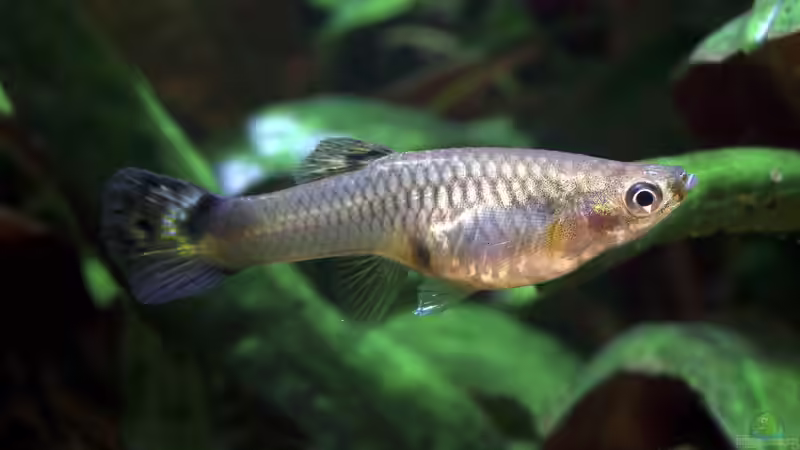 Schwangerer Guppy: Alles, was du wissen musst