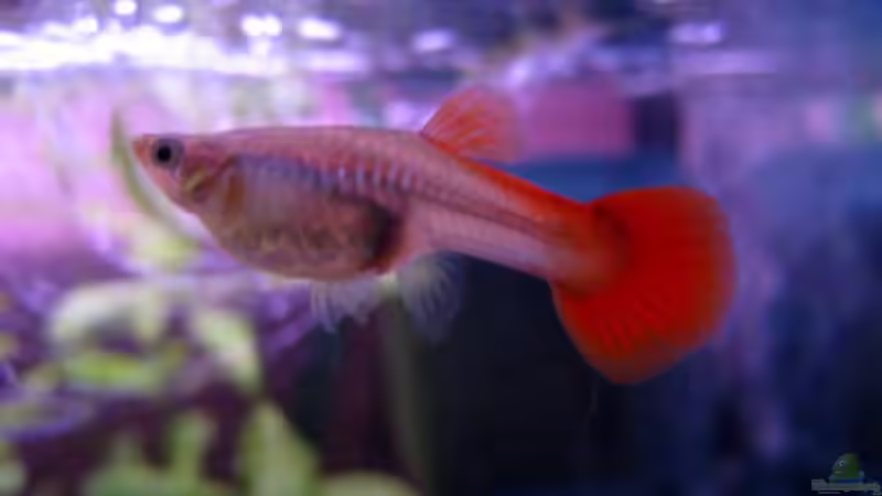 Schwangeres Mädel - hoffentlich überleben die Jungen ! von Una (7)