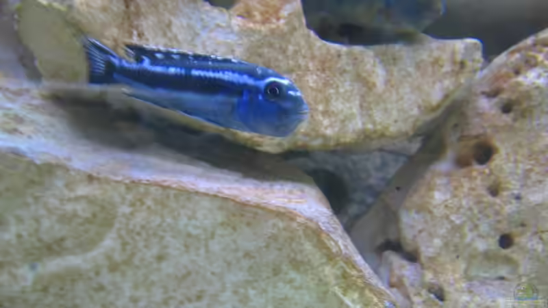 Schwangeres Maingano-Weibchen. von Oliver Knönagel (16)