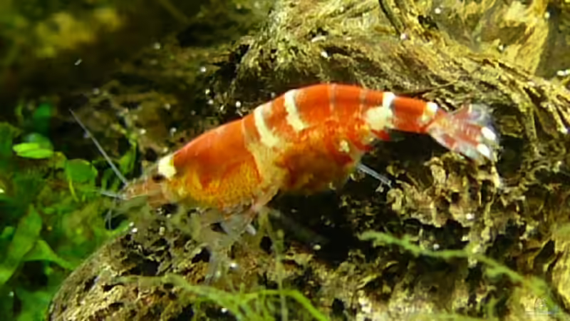 Schwangeres Weibchen von Thomas Zehren (9)