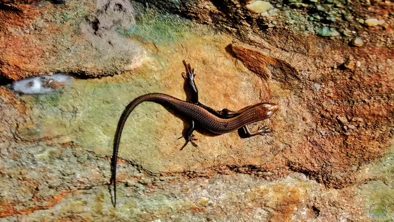 Schwanzautotomie - Selbstschutz durch Schwanzabwurf bei Reptilien