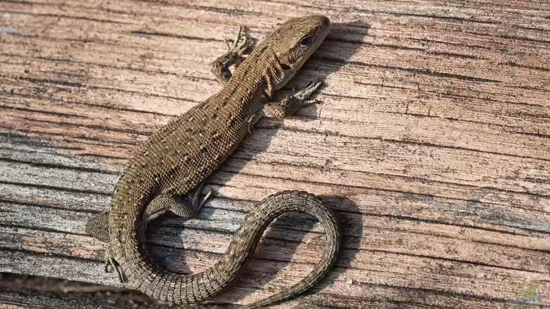 Schwanzautotomie - Selbstschutz durch Schwanzabwurf bei Reptilien