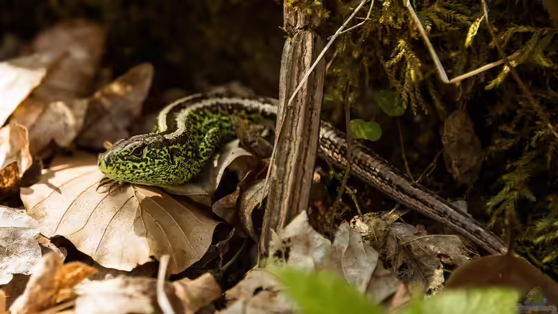 Schwanzautotomie - Selbstschutz durch Schwanzabwurf bei Reptilien
