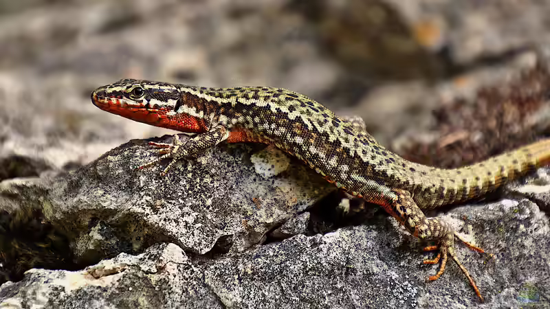 Schwanzautotomie - Selbstschutz durch Schwanzabwurf bei Reptilien