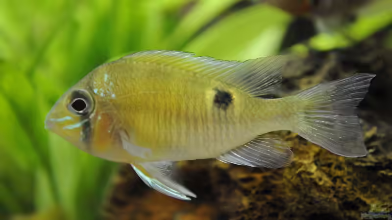 Schwanzstreifenbuntbarsch (Biotodoma / Geophagus cupido) - Rio Nanay / Peru von Peter Vlasaty (45)