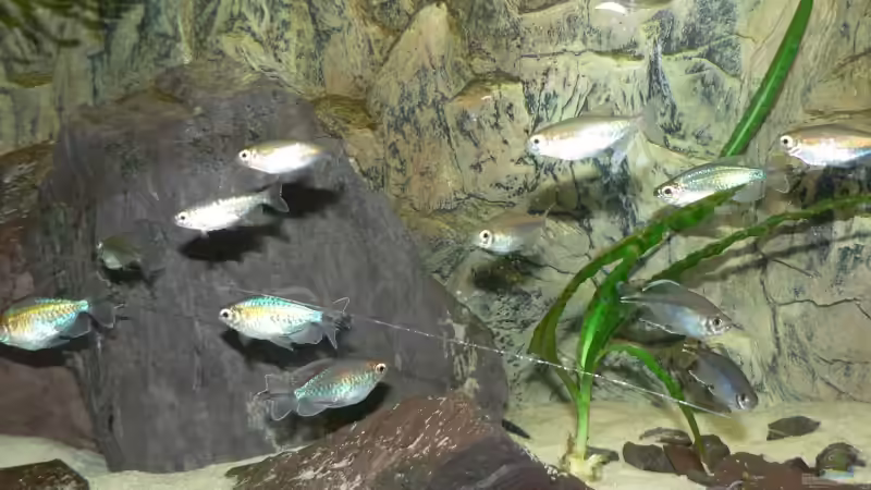 Schwarm Blaue- und Gelbe Kongosalmler von Philip Richter (6)