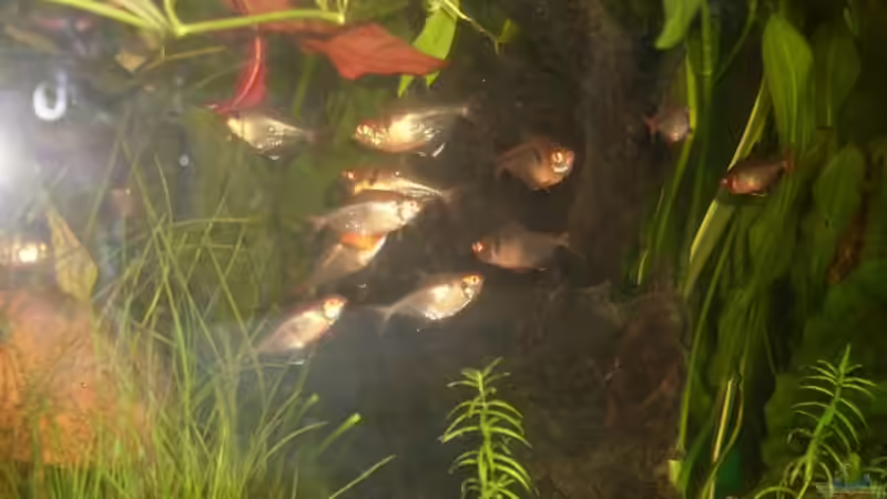 schwarm blutsalmler von lichterschein (24)