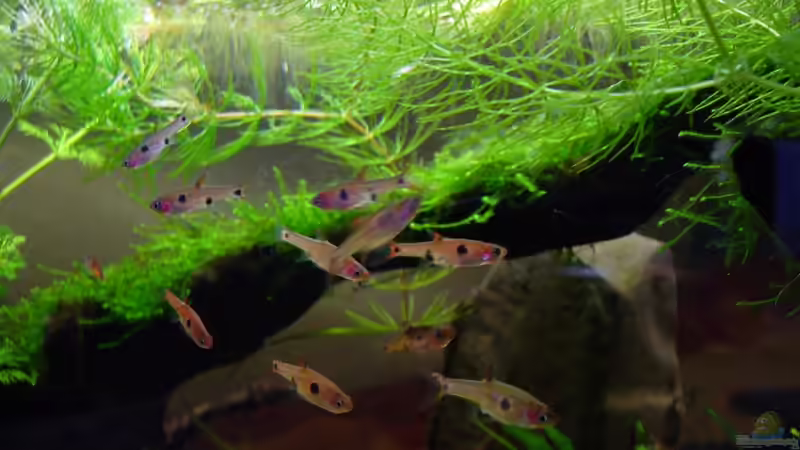 Einrichtungsbeispiele für Boraras-Arten