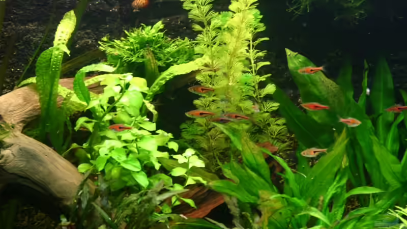 Einrichtungsbeispiele mit Schwarmfischen