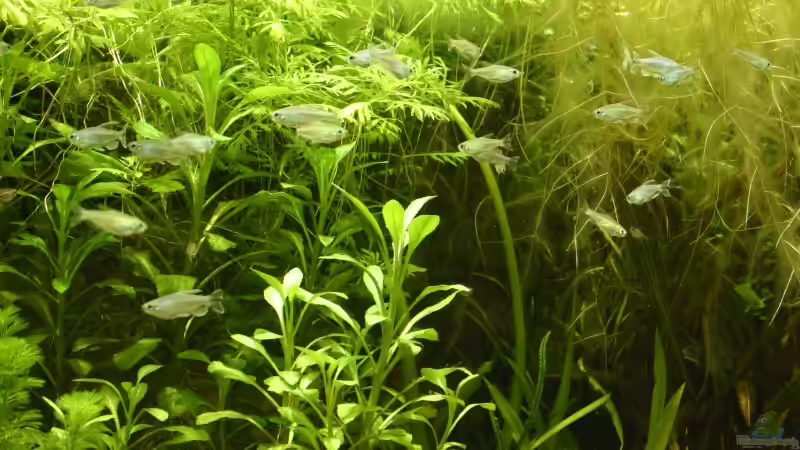 Schwarm Kongosalmler von Jochen Gedicke (18)