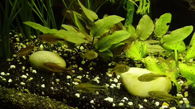 Aquarien mit Hasemania nana (Kupfersalmler)