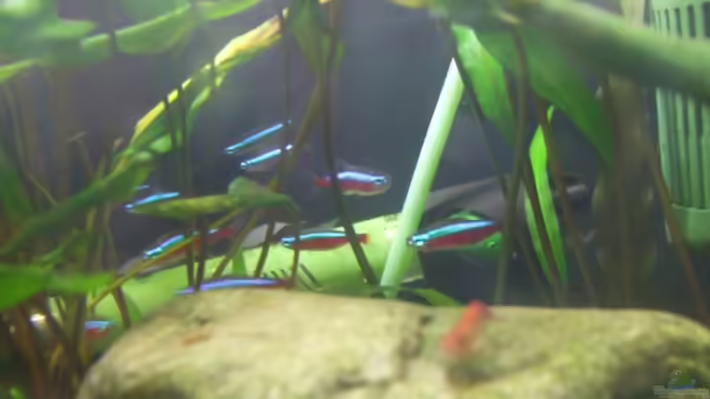 Einrichtungsbeispiele mit Schwarmfischen