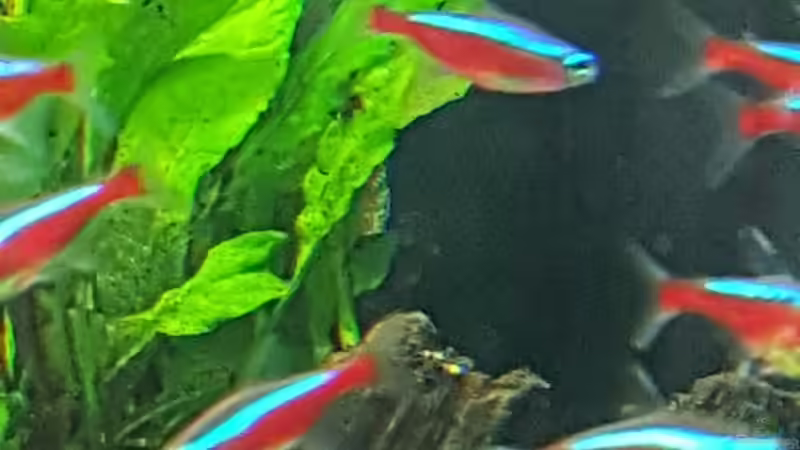 Schwarm Roter Neon von Aqua-Ossie (10)