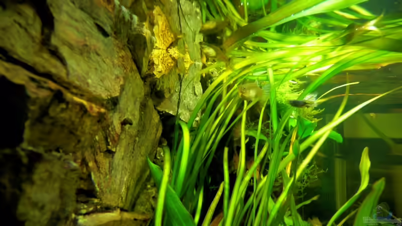 Schwarm unserer Guppynachzucht beim Abgrasen der Rückwand 04.2008 von Tim Burow (22)