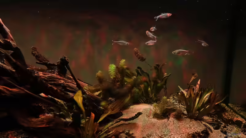 Schwarm von blauen Perusalmlern (Boehlkea fredcochui) von Philip (8)