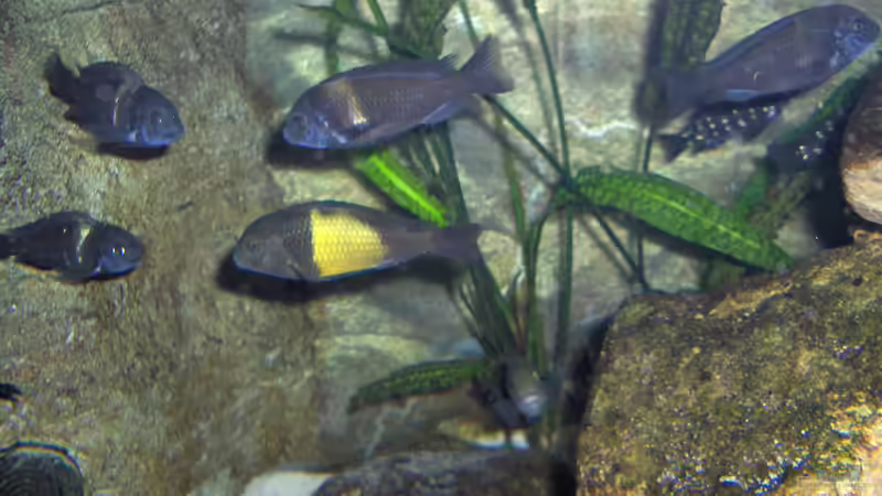 Schwarm von Juergen Keimeleder (7)