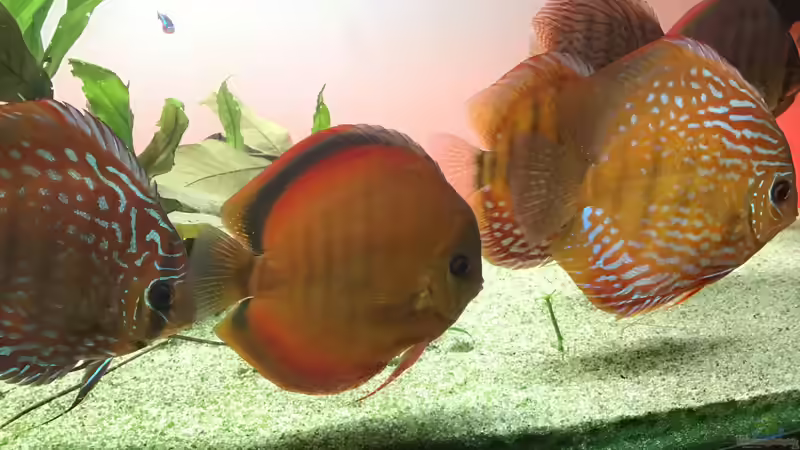 Schwarm von Soundmann (5)