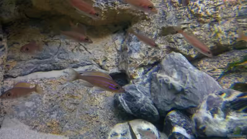 Schwarmfisch - Paracyprichromis nigripinnis blue neon von spriggina (54)