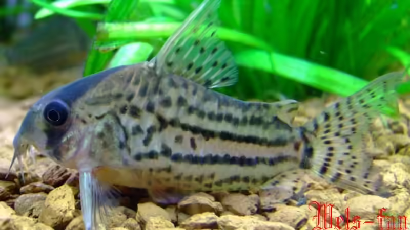 Schwartz??? Panzerwels für Homepage von Wels-fan (65)