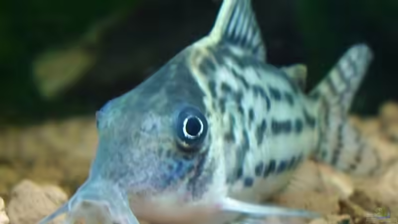 Schwartz??? Panzerwels von Wels-fan (55)