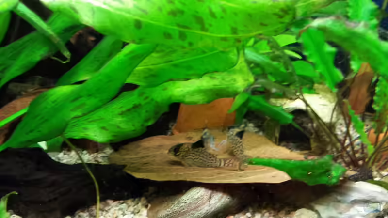 Seemandelbaumblätter im Aquarium (Ein Seemandelbaumblatt einsetzen)
