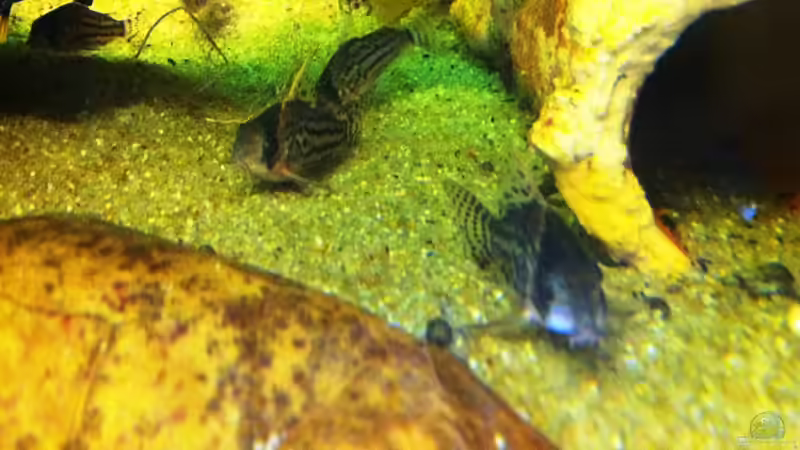 Schwartzi1 von maxarl (40)