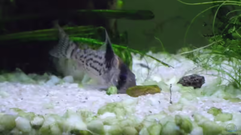 Schwarzbindenpanzerwels von Rosa VonSick (7)