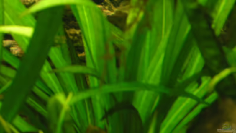 Schwarze Amazonas-Schwertpflanze von Heiko Schneider (10)