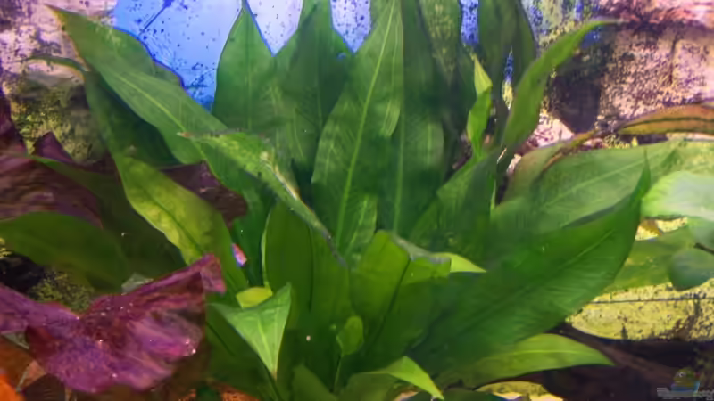 Schwarze Amazonas von Stefan Arenth (8)