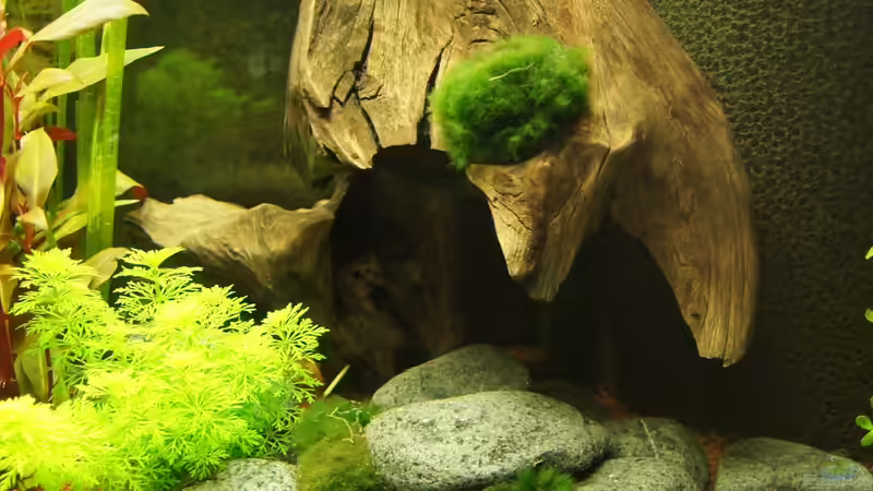 schwarze Basaltsteine gerundet, Wurzel, vor dem Mattenfilter von E.KREMER (3)