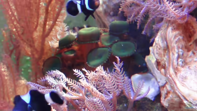 schwarze Clownfisch von Eva Göschl (33)