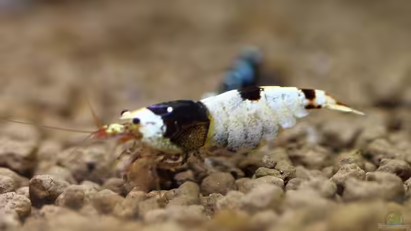 schwarze F1+Dame mit Eiern von Micha (41)