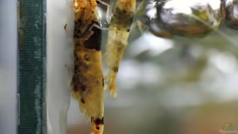 schwarze F1+Dame mit Eiern von Micha (42)