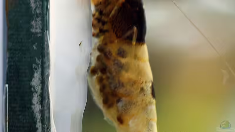 schwarze F1+Dame mit Eiern von Micha (43)