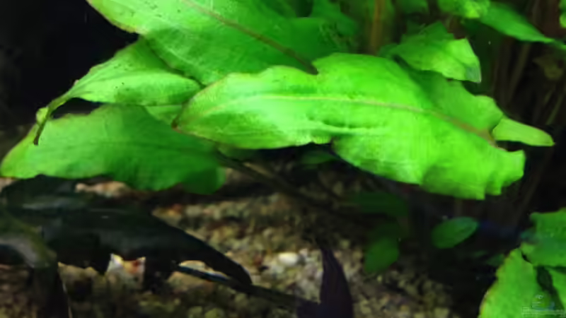 schwarze Hexenwelse, meine Lieblinge von Muschelherz (48)